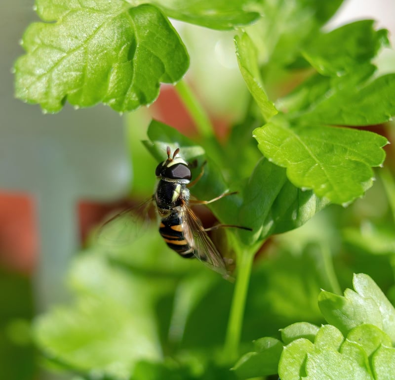 Beneficial Insects in Gardens